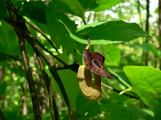 {Isotrema macrophyllum}